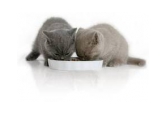Keramické misky pre mačky