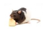 Krmivo pre potkany a myši