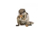 Krmivo pre veveričky - chip