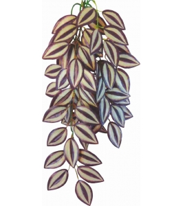 Tradescantia zebrina 50 cm - rastlina do terárií