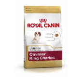 BHN CAVALIER KING CHARLES JUNIOR 1,5 kg