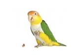 Krmivo pre malé a stredné papagáje